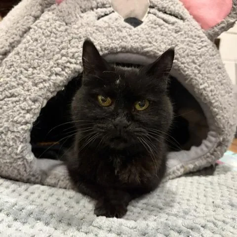 Princess Mitski thumbnail 4