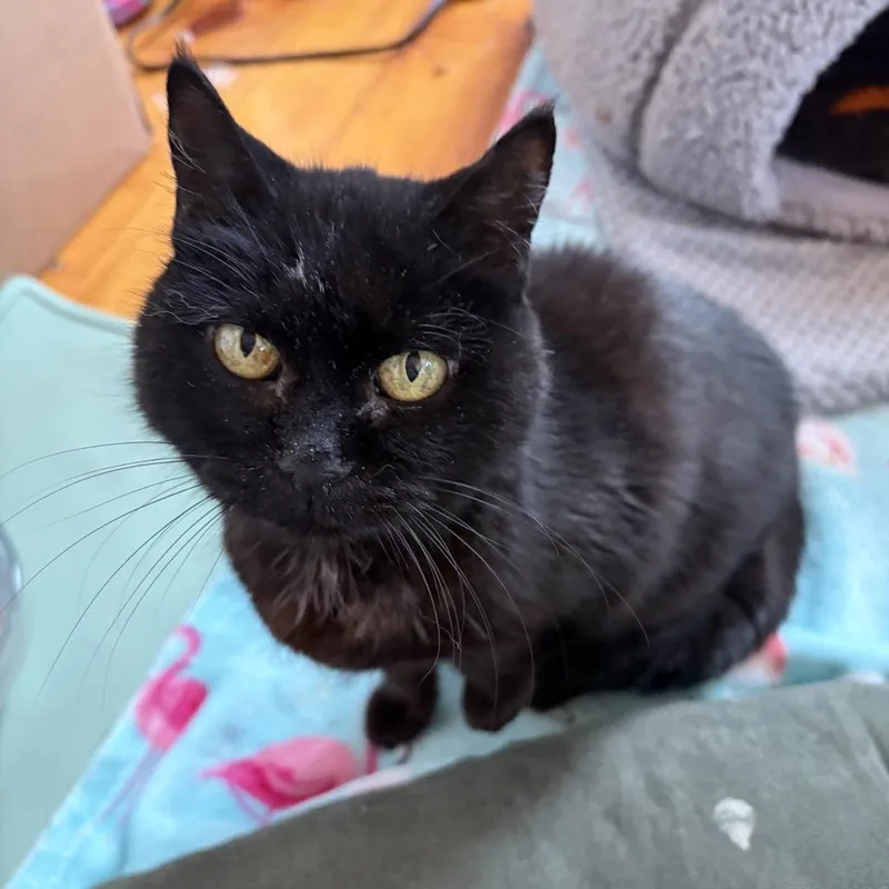 Princess Mitski thumbnail 5