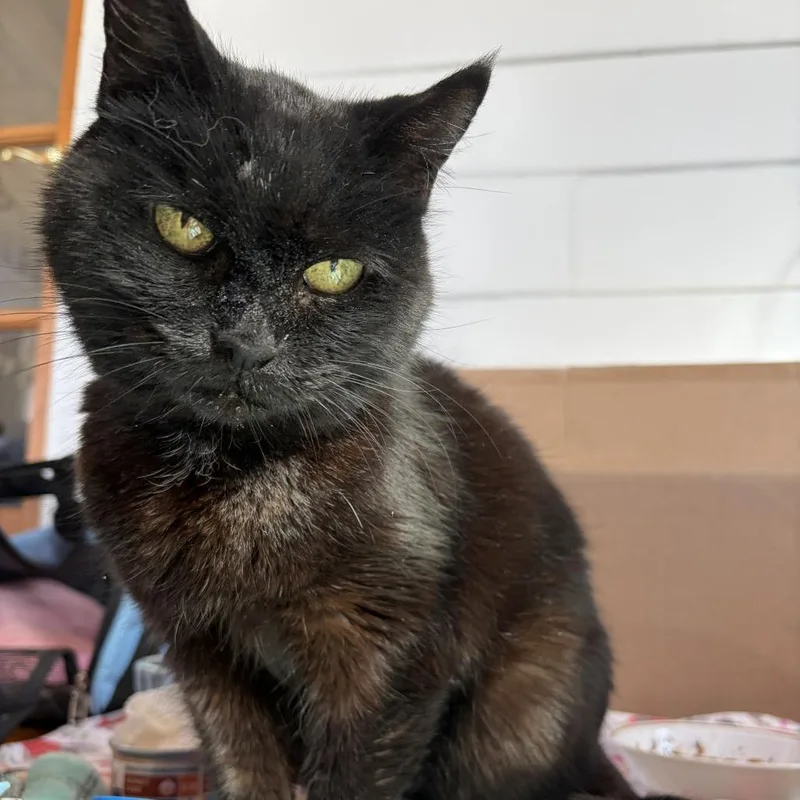 Princess Mitski thumbnail 6