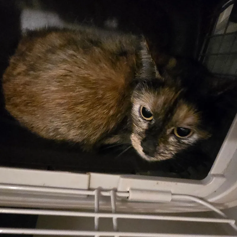 An adult medium-sized female Brown / Chocolate Domestic Short Hair cat named Pharita for adoption in Klamath Falls, OR