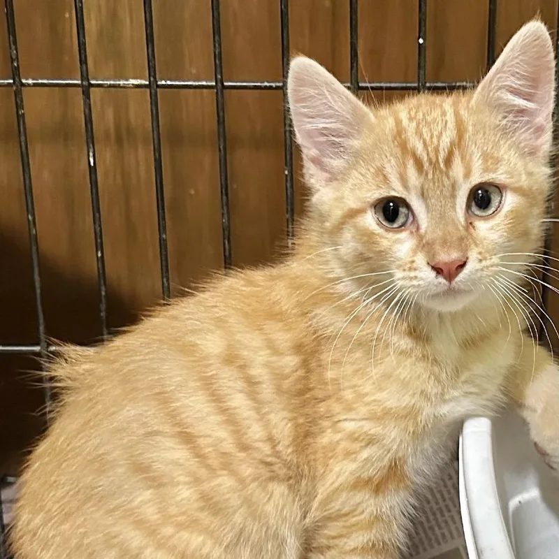 A baby small-sized male Orange / Red Domestic Short Hair cat named Simba for adoption in Overland Park, KS