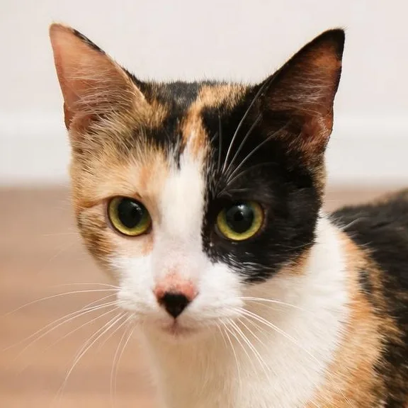 Lolita