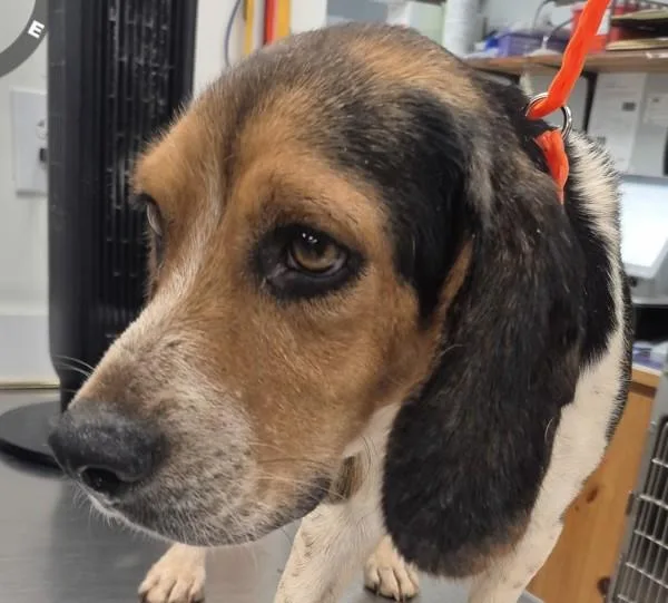 An adult small-sized male Beagle dog named Mason for adoption in Dallas, GA