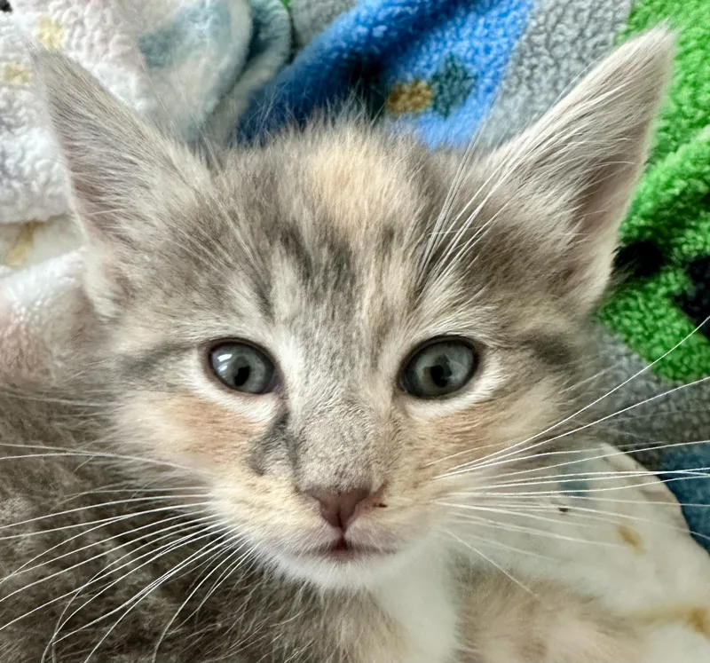 A baby medium-sized female Dilute Tortoiseshell Domestic Short Hair cat named Saffron for adoption in Houston, TX
