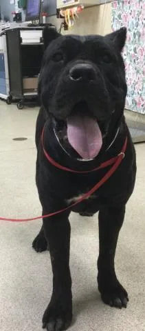 A young large-sized female Cane Corso dog named Mama Bear for adoption in Riverside, CA