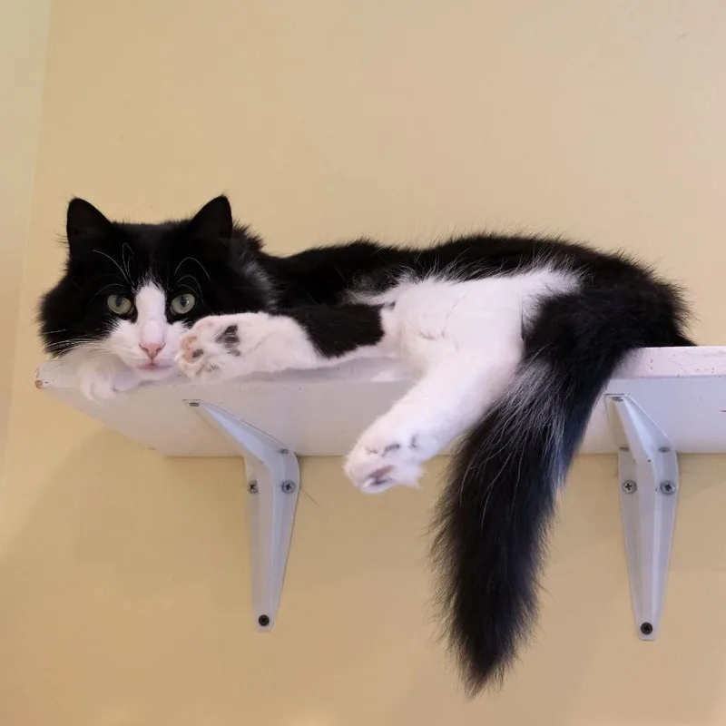 Ringo