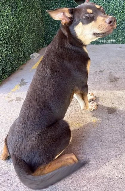 A young medium-sized male Brown / Chocolate Shepherd dog named 61089321 for adoption in El Paso, TX