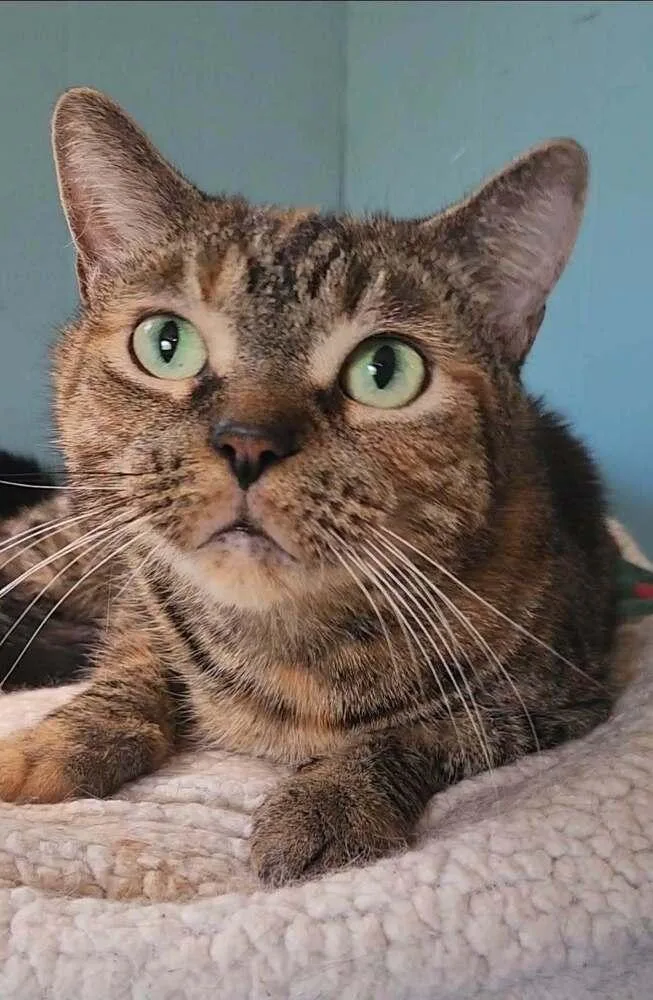 An adult medium-sized female Exotic Shorthair cat named Juniper for adoption in Ocala, FL