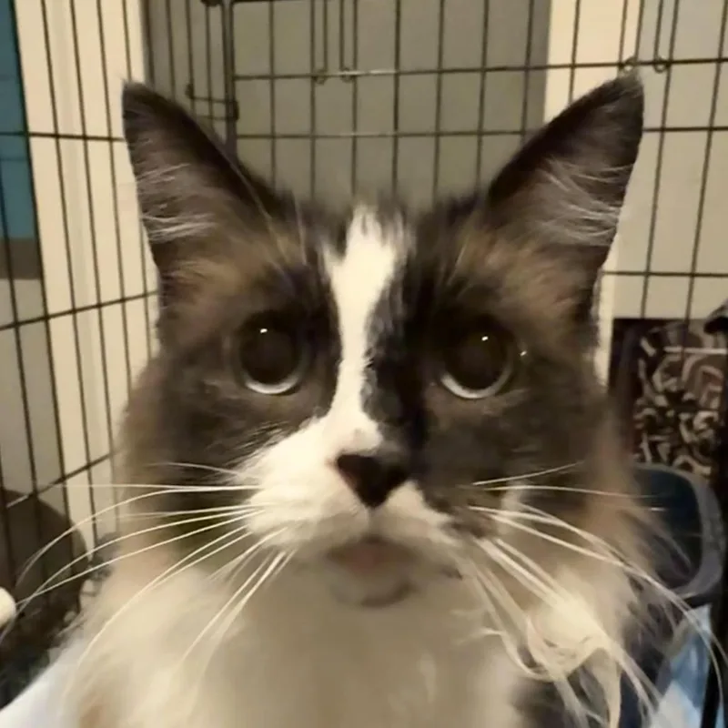A senior small-sized female Brown / Chocolate Domestic Short Hair cat named Audrey for adoption in Springfield, MO