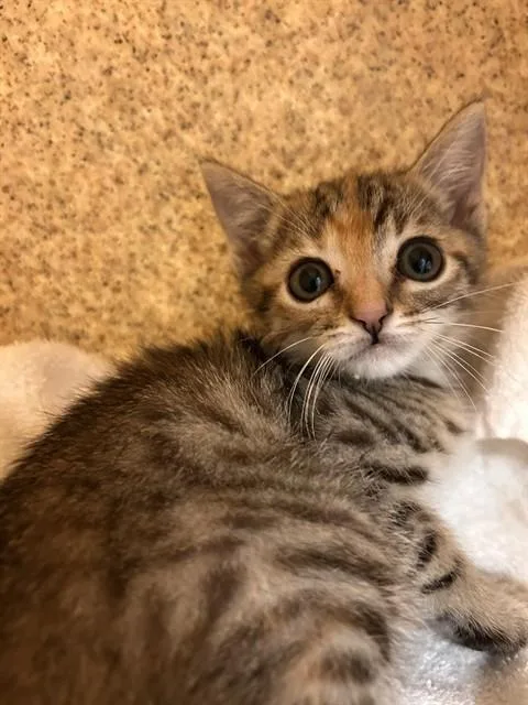 A baby small-sized female Domestic Short Hair cat named Elsa for adoption in Riverside, CA