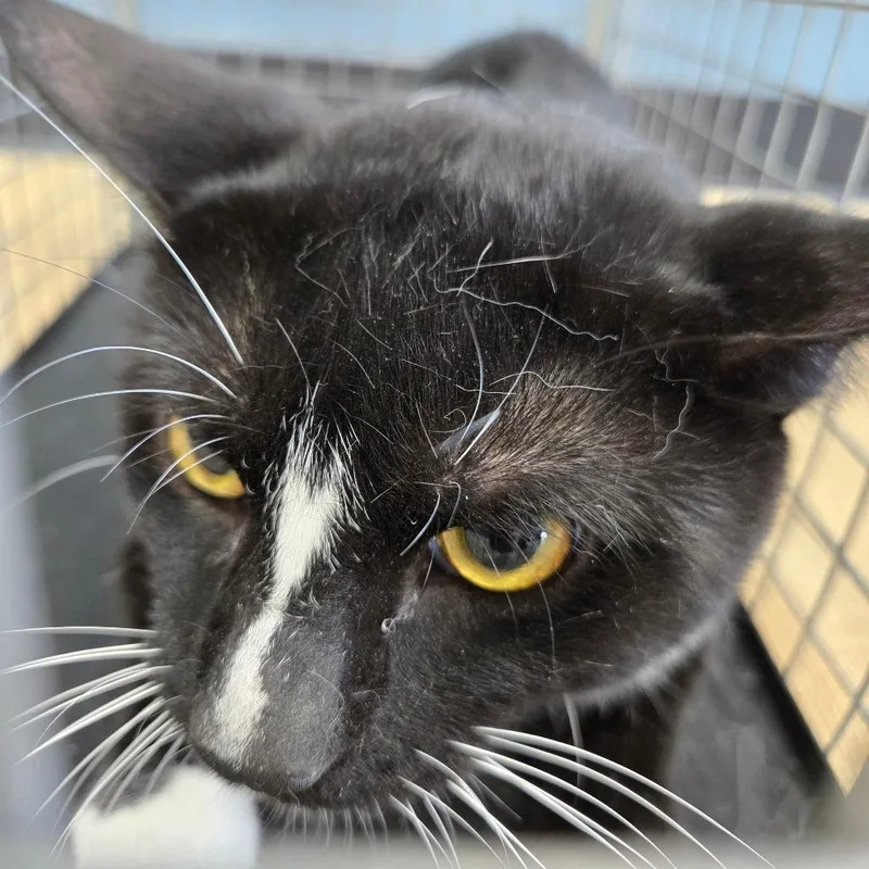 An adult large-sized male Domestic Short Hair cat named Ralph for adoption in Newark, NJ