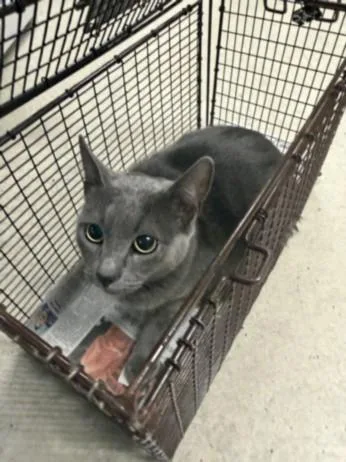 A young small-sized female Domestic Short Hair cat named Titi for adoption in Van Nuys, CA