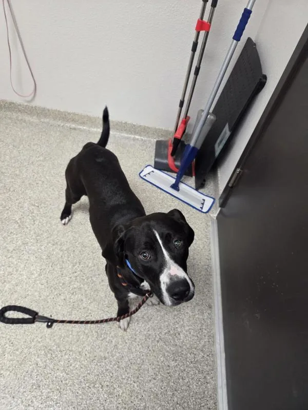 A young large-sized female Pit Bull Terrier dog named Jacklynn for adoption in Vancouver, WA