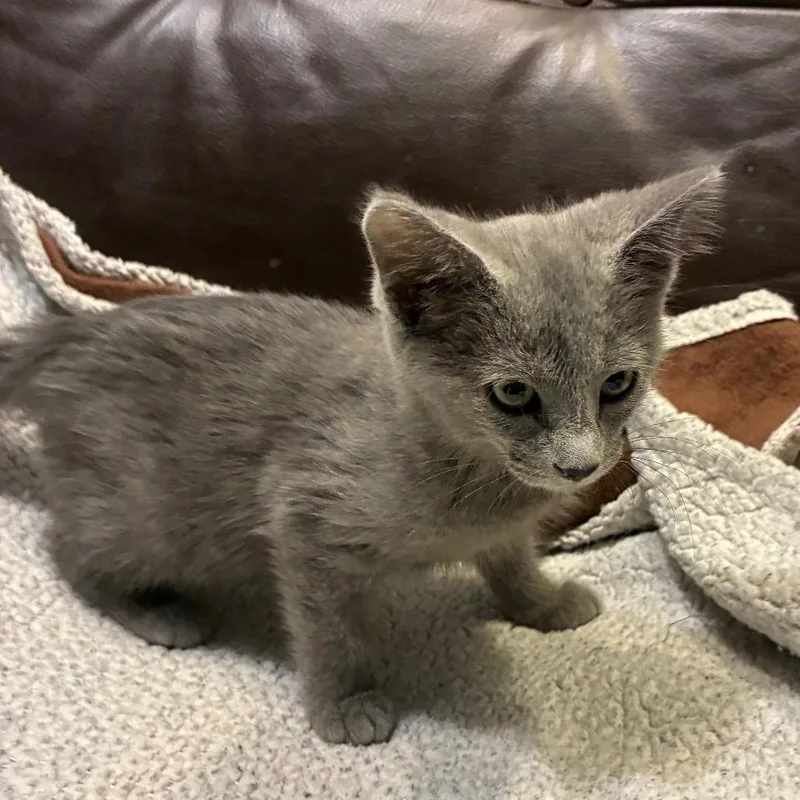 A baby small-sized female Gray / Blue / Silver Domestic Short Hair cat named Bethann for adoption in Carmel, IN