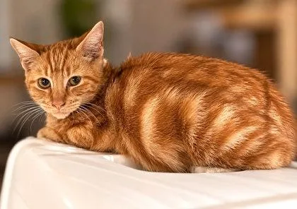 Coco thumbnail 2