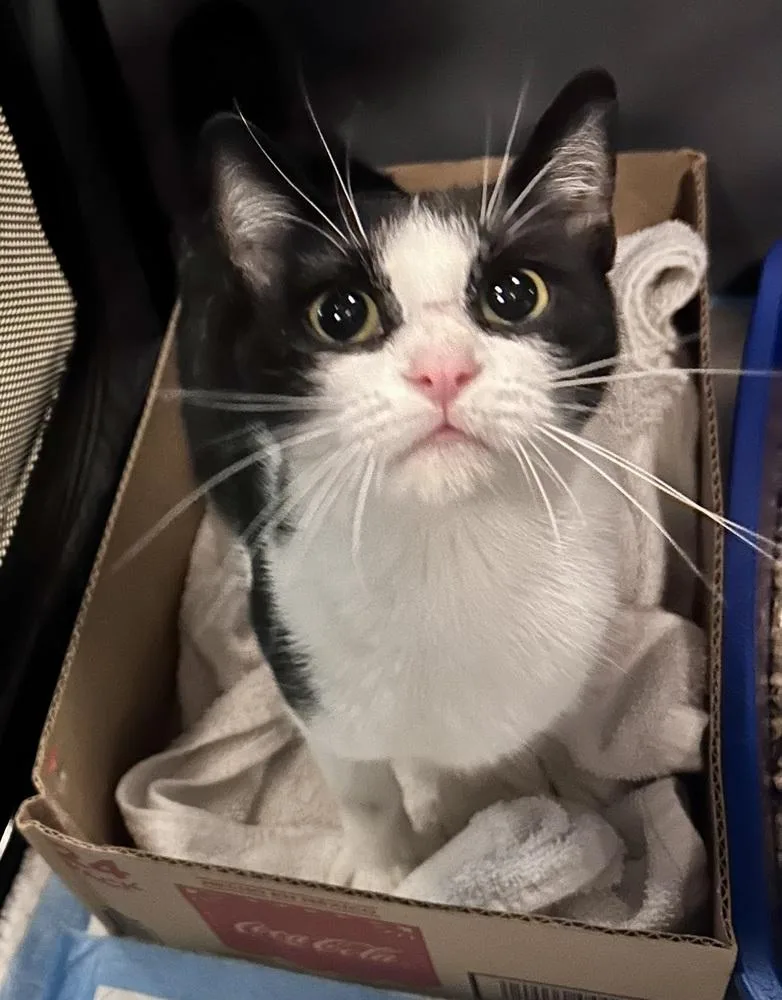 A young small-sized male Domestic Short Hair cat named Cooley for adoption in Ferndale, MI