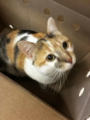 Piper