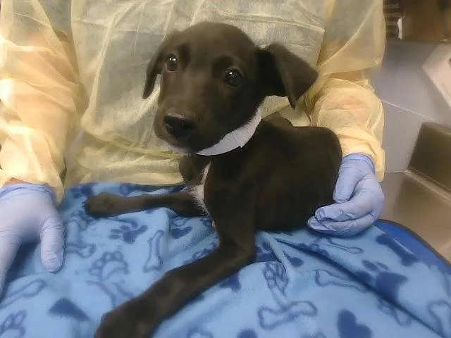 A baby small-sized male Labrador Retriever dog named Bud for adoption in Phoenix, AZ