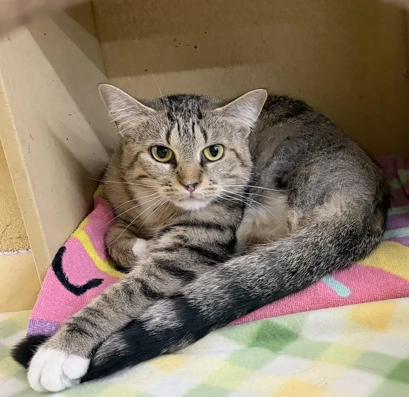 An adult medium-sized female Domestic Short Hair cat named Tiger Lilly for adoption in Anoka, MN