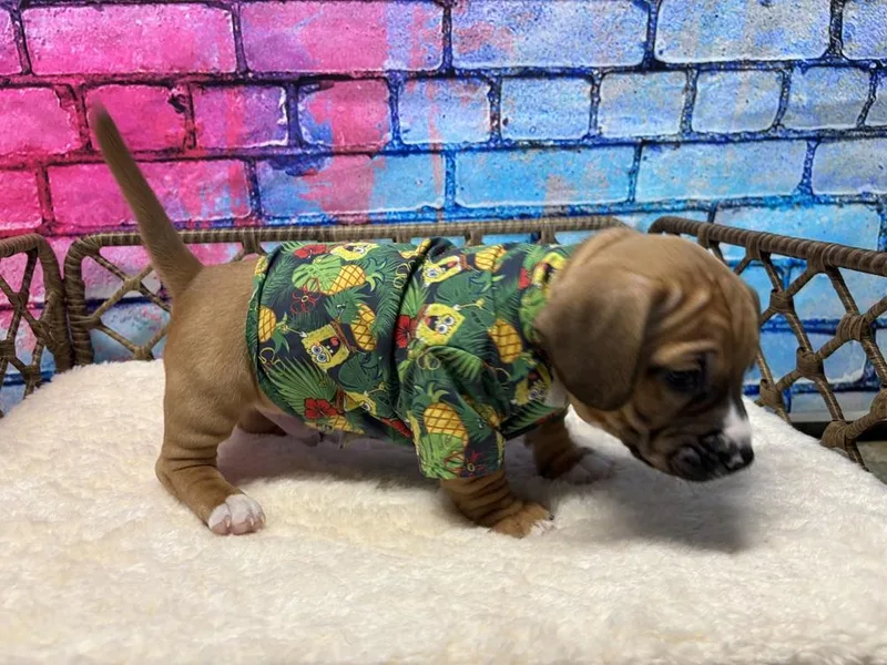 A baby medium-sized male Basset Hound dog named Jasper for adoption in Dorr, MI