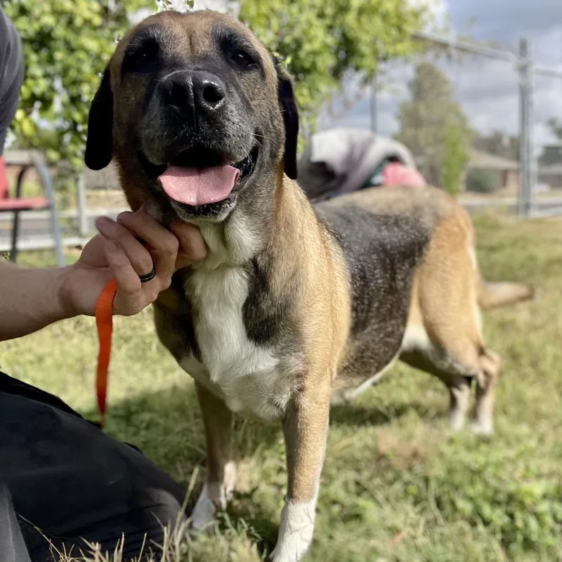 A senior medium-sized female Basset Hound dog named Belle for adoption in Wimberley, TX