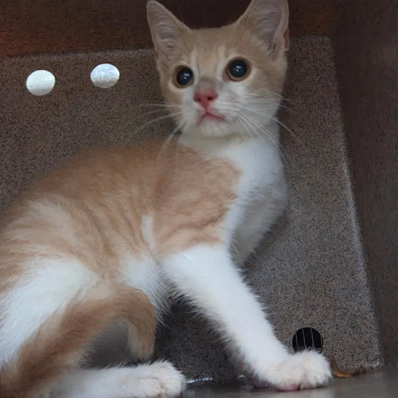 A baby small-sized male American Shorthair cat named September for adoption in Birmingham, AL