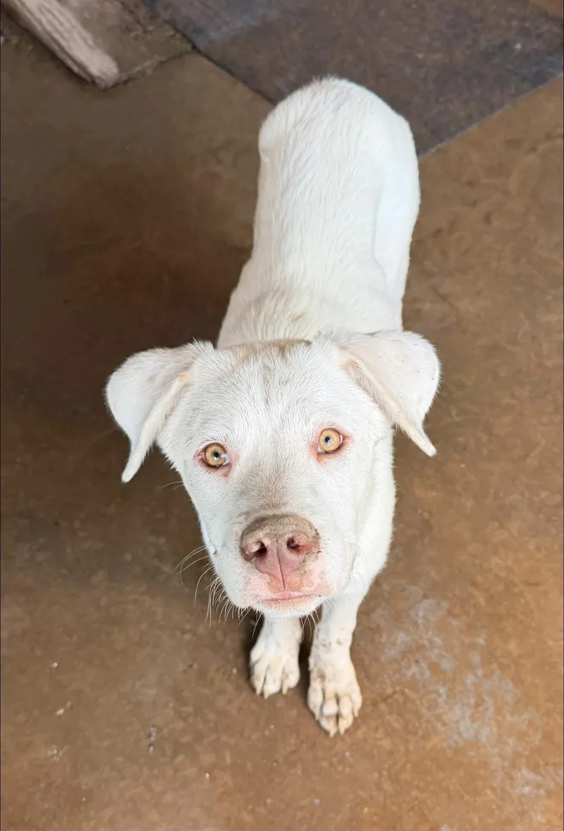 A young large-sized male White / Cream Great Pyrenees dog named Snow for adoption in Calera, AL