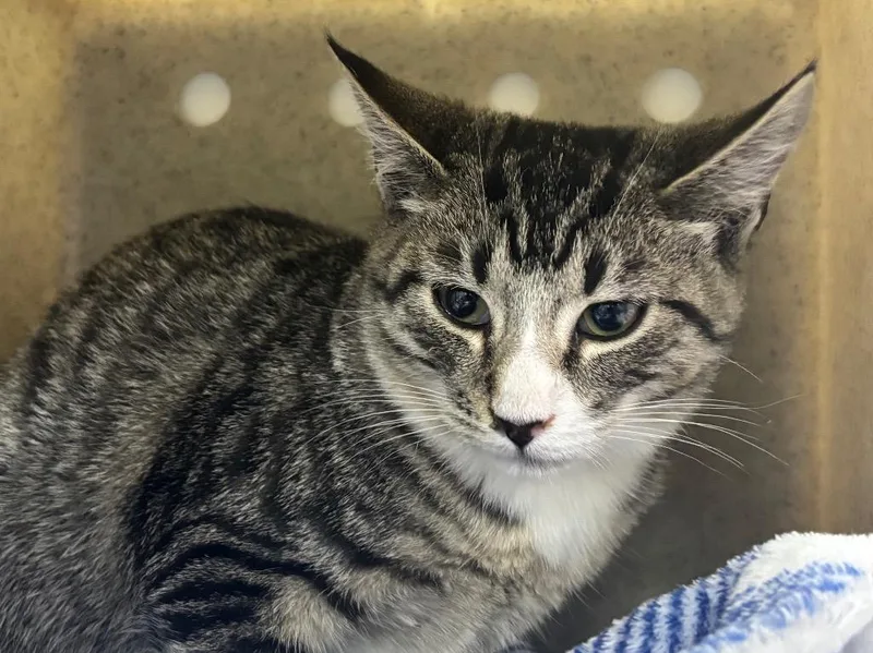 A baby small-sized male Tabby cat named George for adoption in Powell, OH