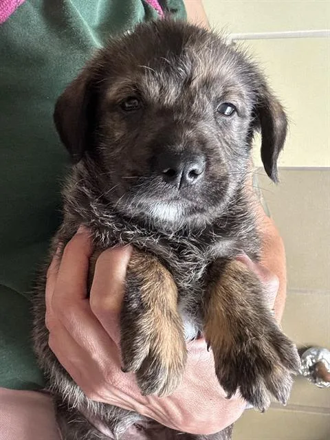 A baby small-sized male Shepherd dog named Farquaad for adoption in Riverside, CA