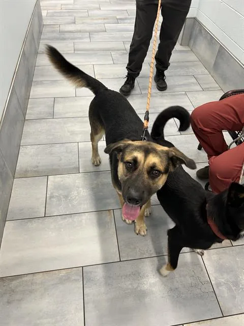 A young large-sized male German Shepherd Dog dog named Sir for adoption in Charlotte, NC
