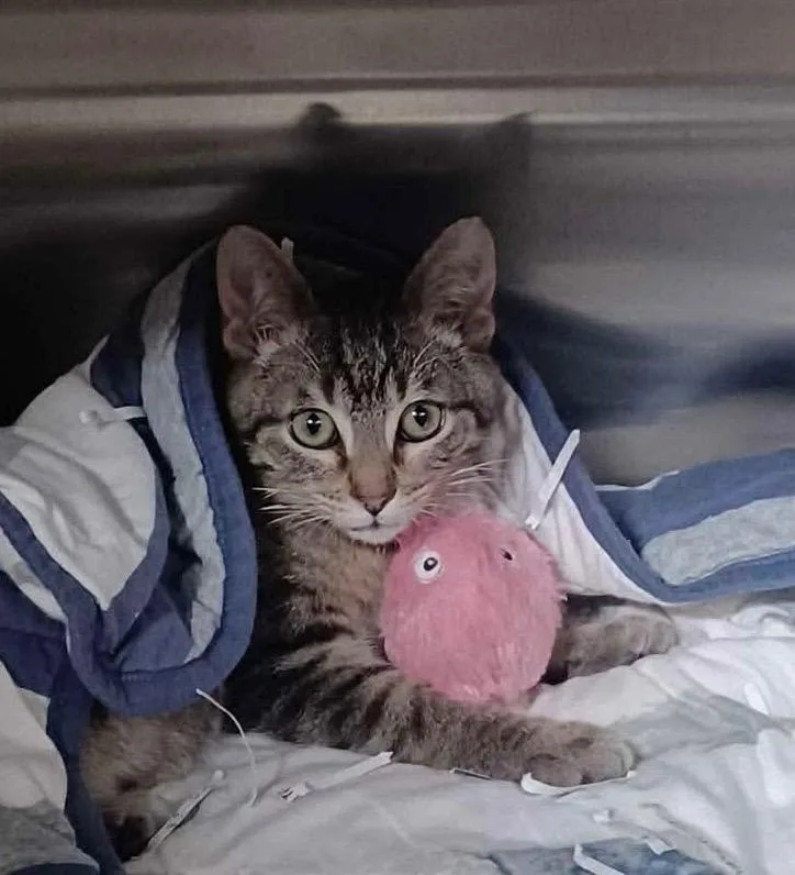 A young medium-sized male Tabby (Buff / Tan / Fawn) Domestic Short Hair cat named Pibbles for adoption in Tomball, TX