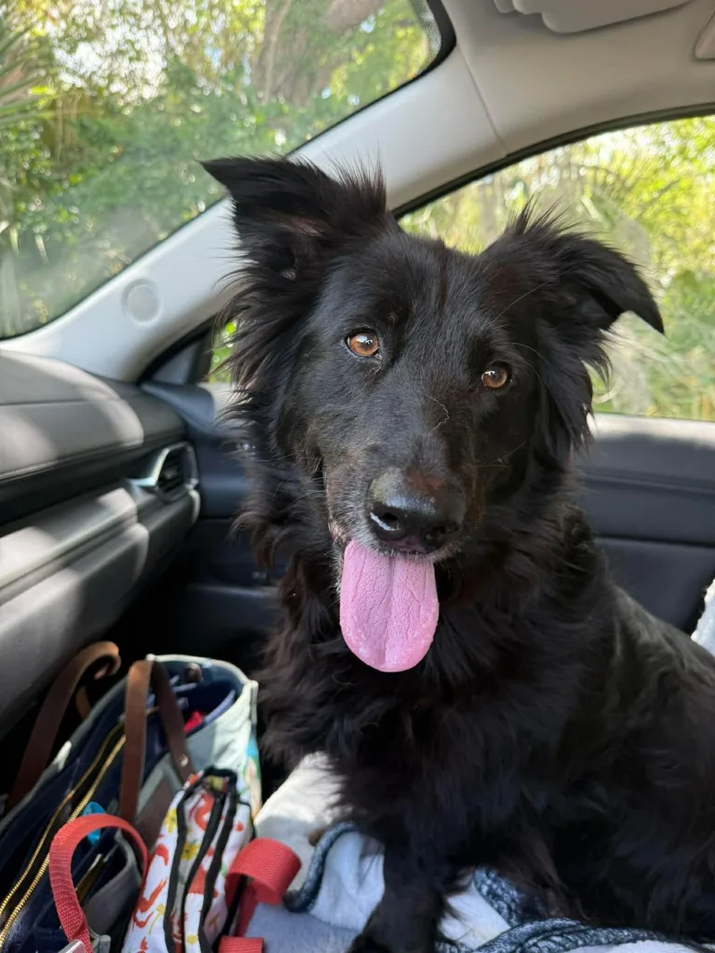 An adult medium-sized female Border Collie dog named Libby for adoption in Valrico, FL