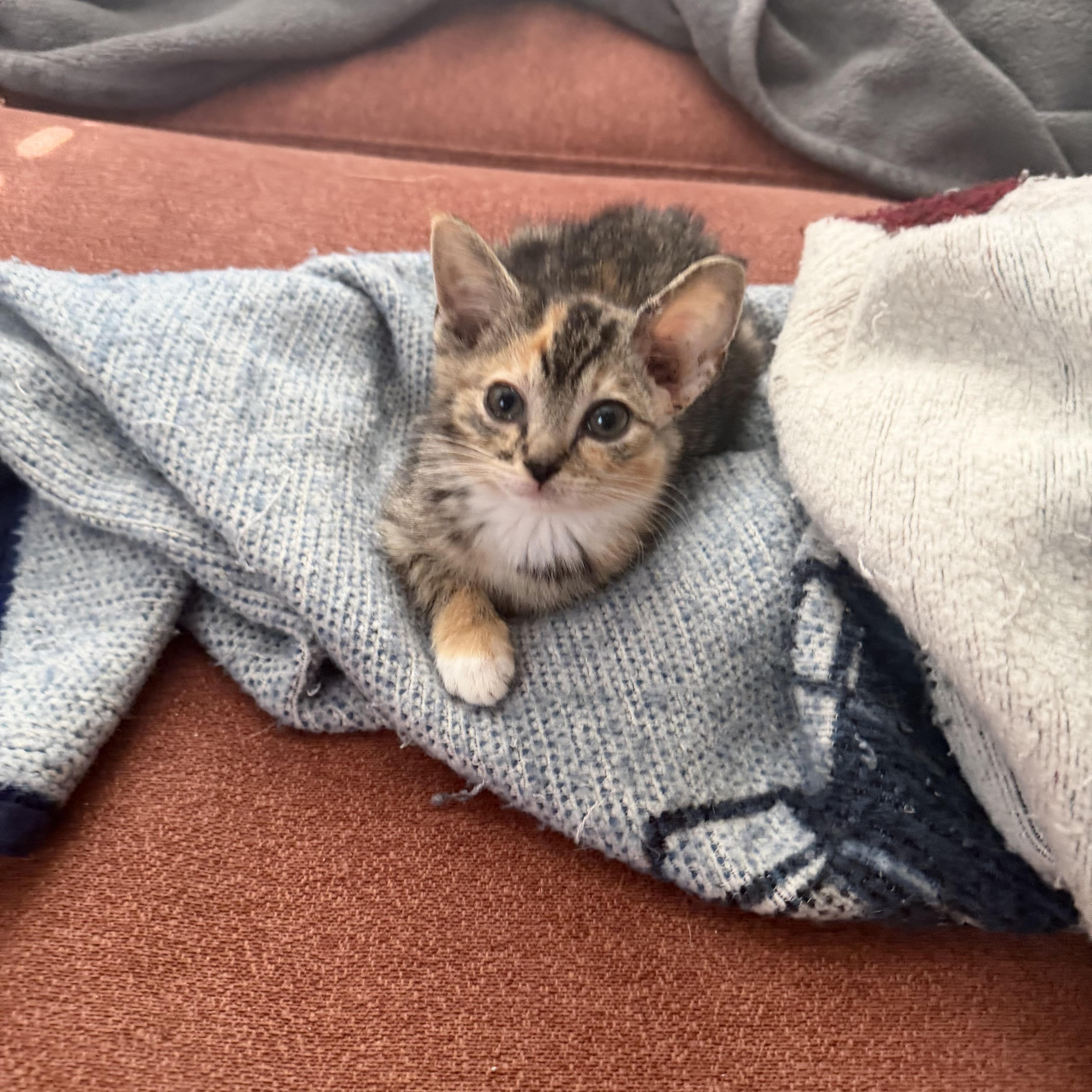 A baby medium-sized female Calico Domestic Short Hair cat named Marilyn for adoption in Seneca, SC