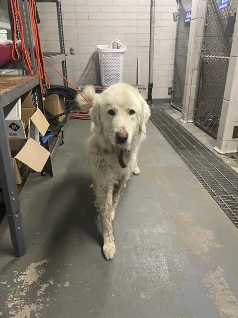 An adult extra large-sized female Great Pyrenees dog named Marigold for adoption in Stockton, CA