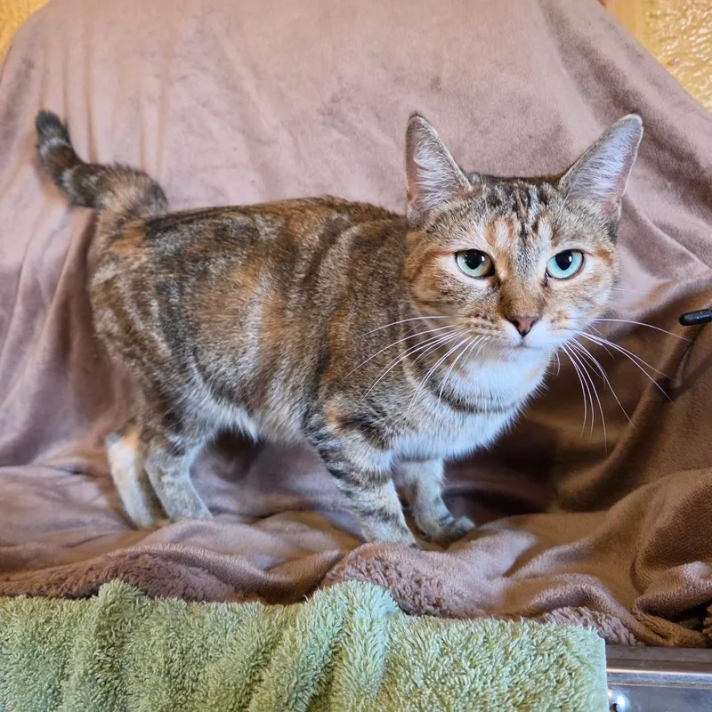 An adult medium-sized female Torbie Domestic Short Hair cat named Sheila for adoption in Park Falls, WI