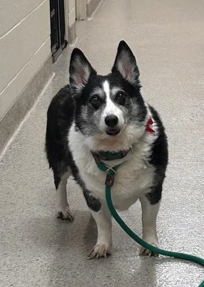 A senior medium-sized female Cardigan Welsh Corgi dog named Marge for adoption in Fishers, IN