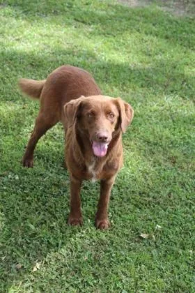 An adult medium-sized female Australian Shepherd dog named Brownie for adoption in Port Allen, LA