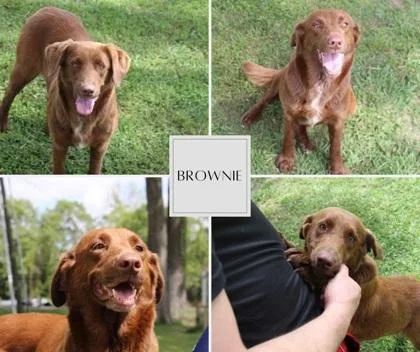 Brownie thumbnail 2