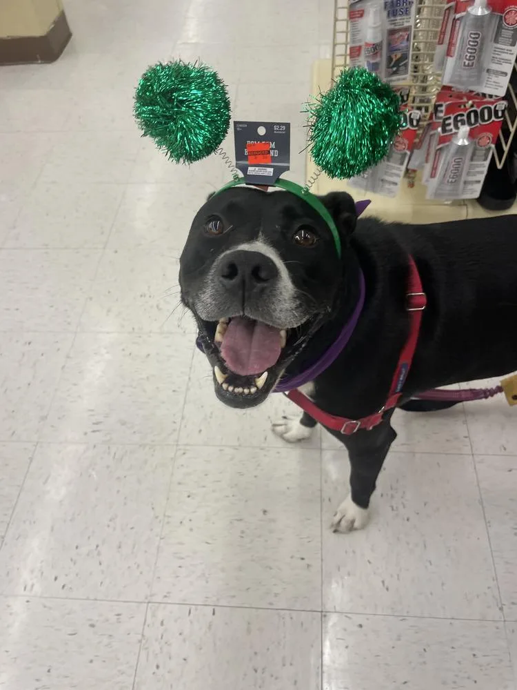 An adult large-sized male Tricolor (Brown, Black, & White) Mixed Breed dog named Aspen for adoption in Saint Augustine, FL