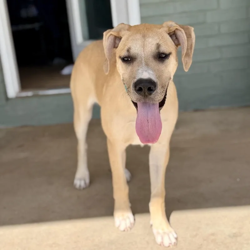 A young large-sized female Yellow / Tan / Blond / Fawn Great Dane dog named Rena for adoption in Brooklyn, NY