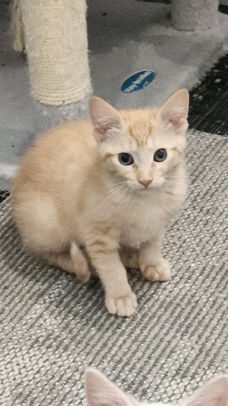 A baby medium-sized male Orange / Red Domestic Short Hair cat named Adorno for adoption in Walled Lake, MI
