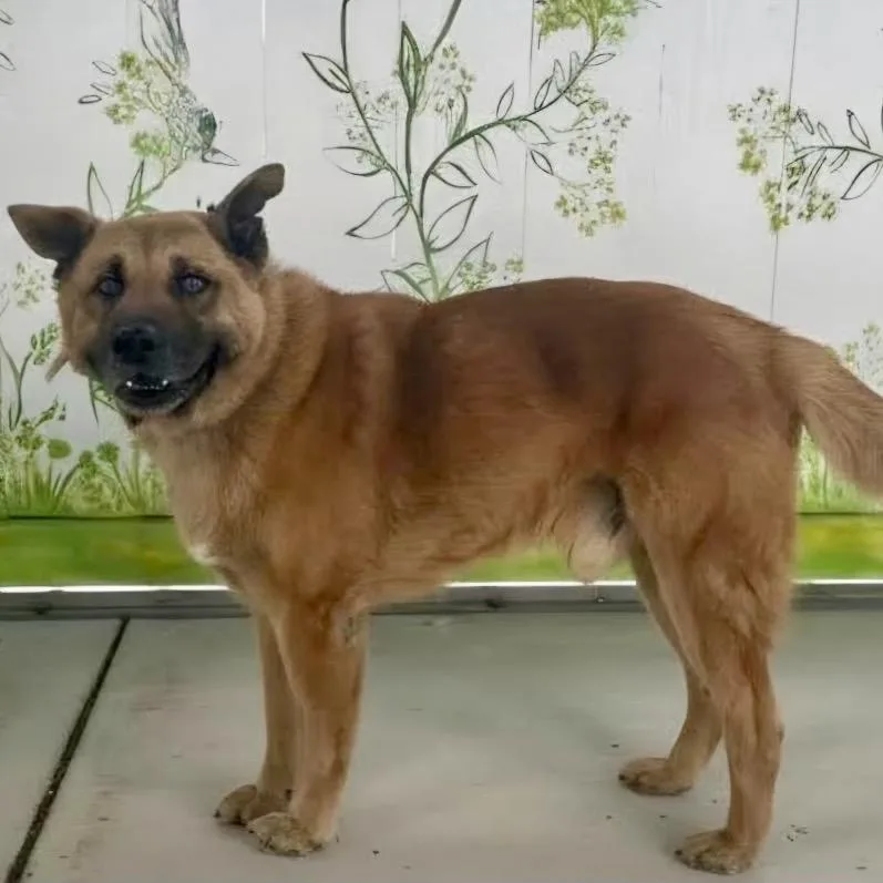 A senior medium-sized male Brown / Chocolate Shepherd dog named Brisket for adoption in Pacific Grove, CA