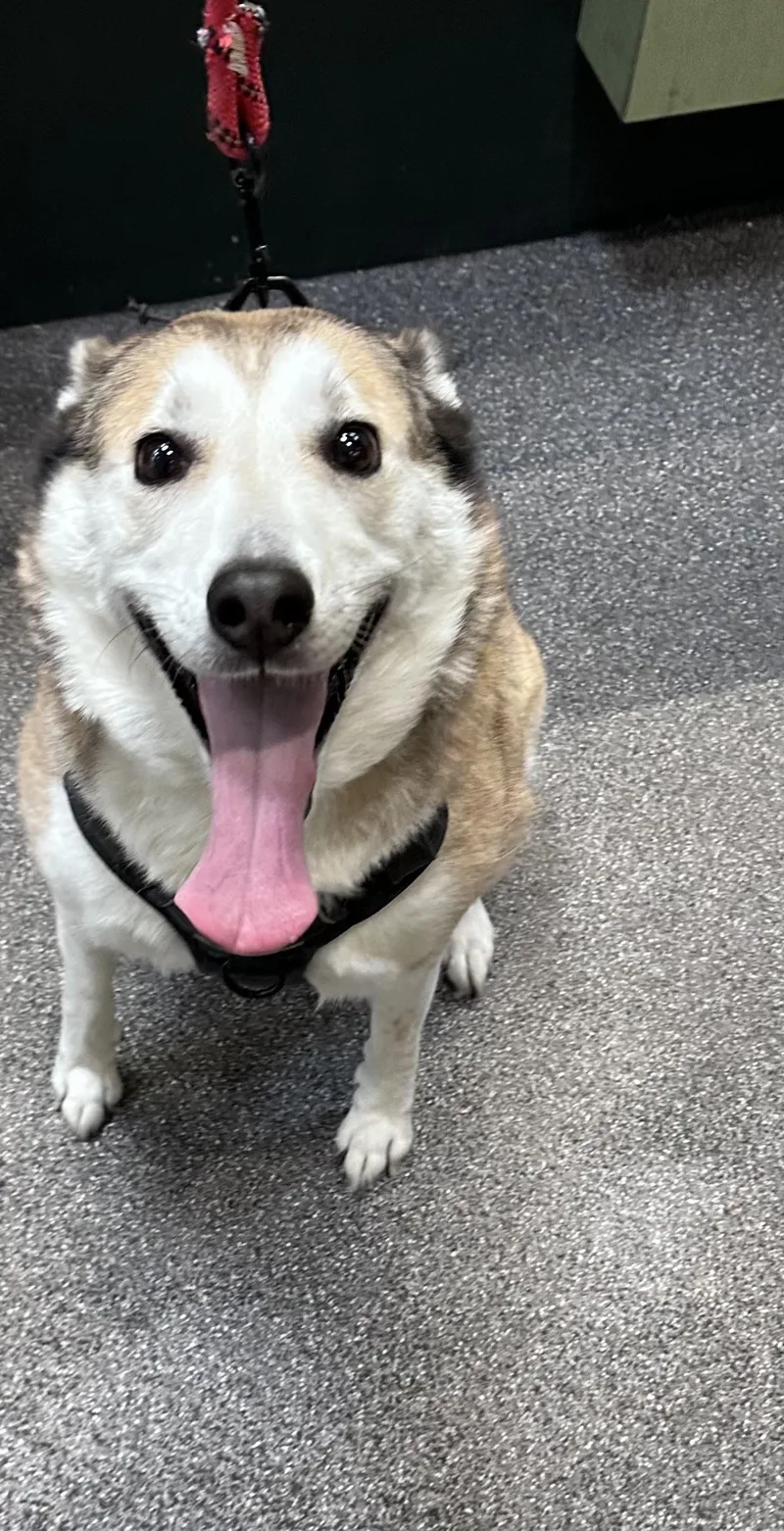 An adult large-sized female Siberian Husky dog named Zoey for adoption in Los Angeles, CA
