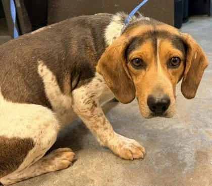 An adult medium-sized male Beagle dog named Willie for adoption in Bowling Green, KY