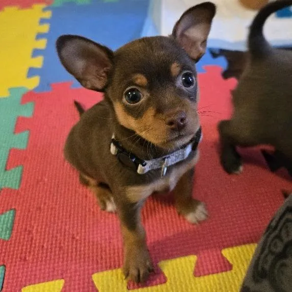 A baby small-sized female Chihuahua dog named Trix for adoption in Raleigh, NC