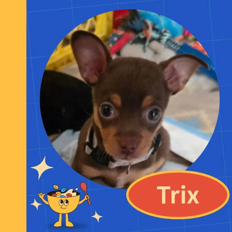 Trix thumbnail 6