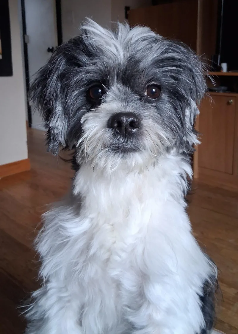 An adult small-sized male Shih Tzu dog named Zeno for adoption in Hazlet, NJ