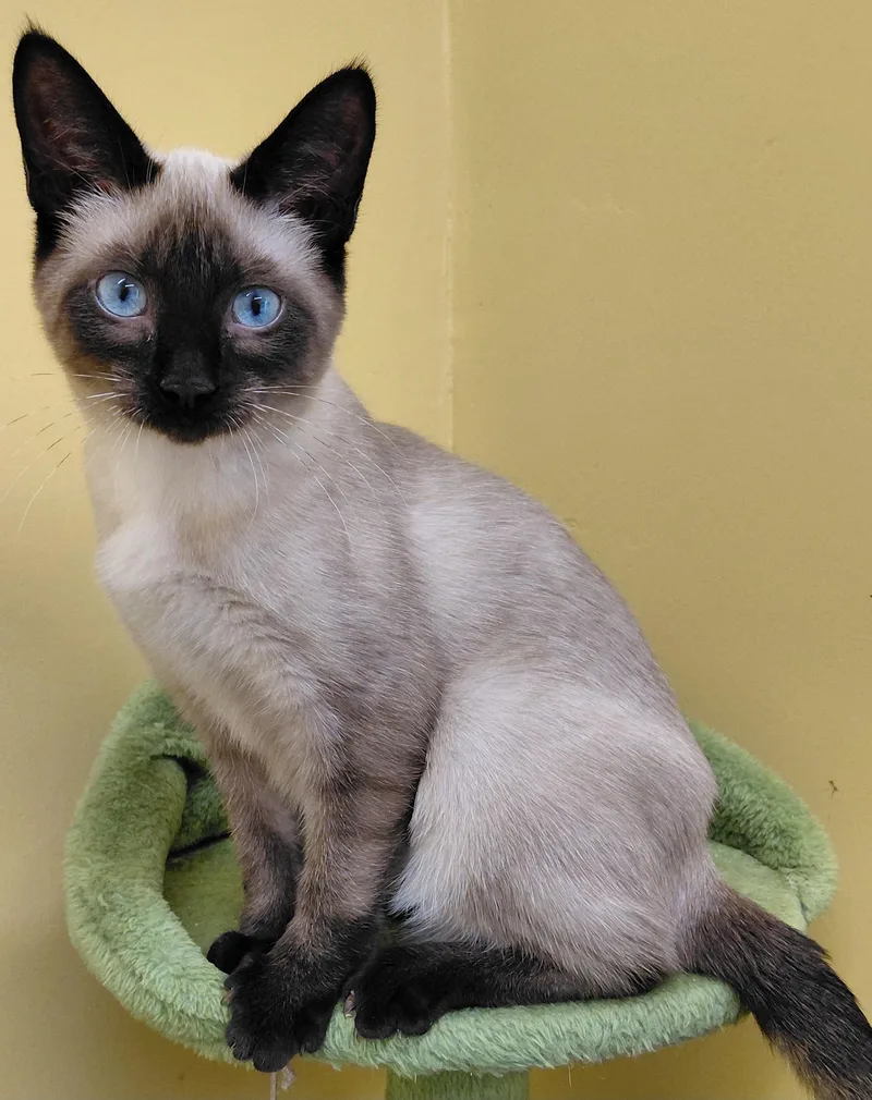 A baby small-sized male Siamese cat named Starburst for adoption in Eugene, OR