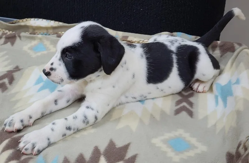 A baby medium-sized female Black Dalmatian dog named Freckles for adoption in Neillsville, WI