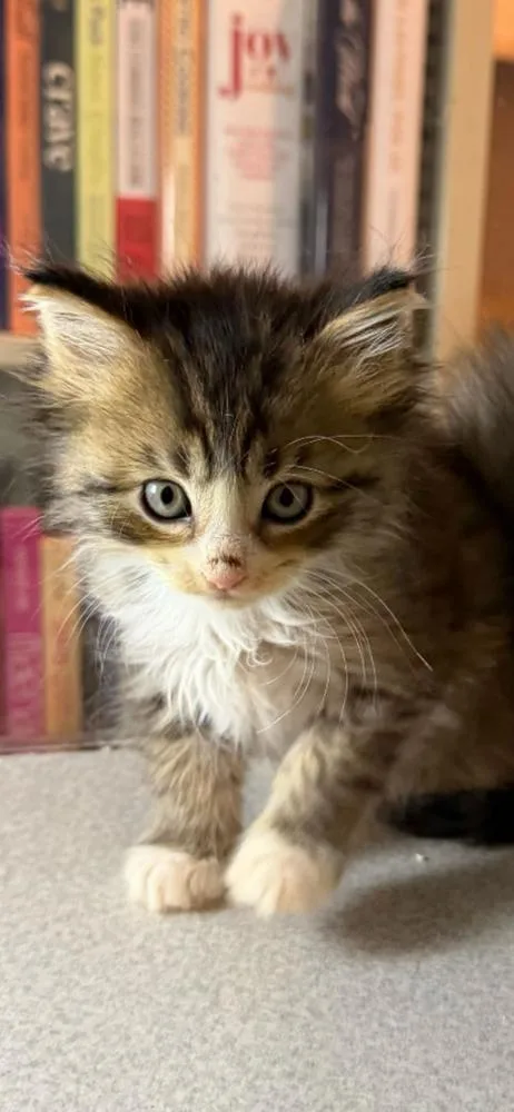 A baby small-sized male Domestic Long Hair cat named Pickens for adoption in Marietta, GA